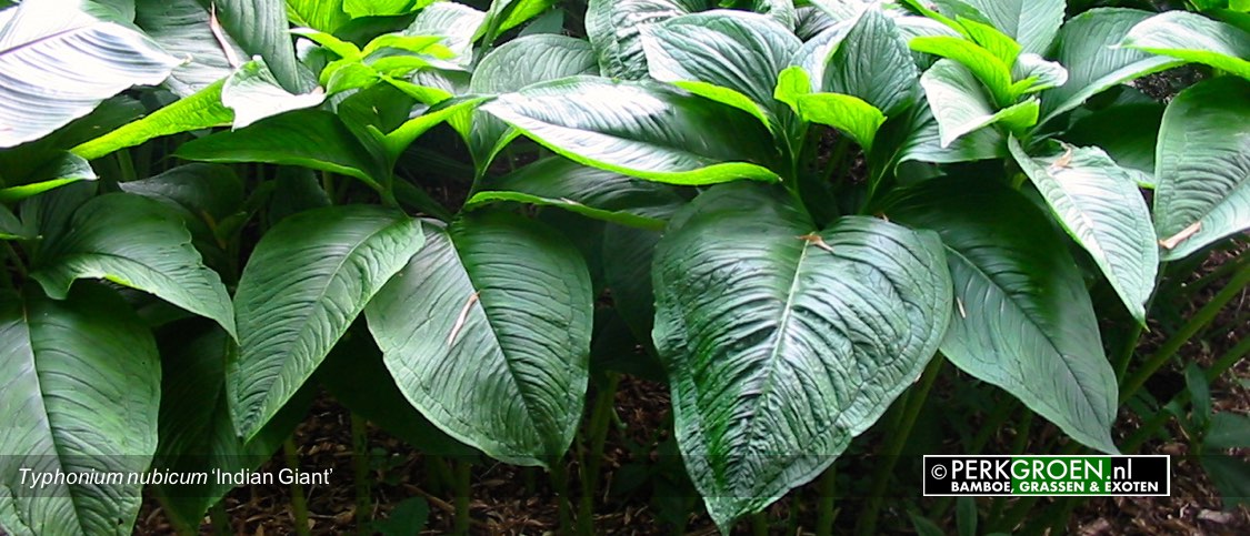 Typhonium nubicum Indian Giant